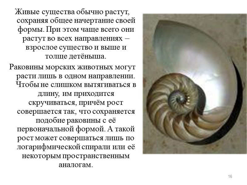 Живые существа обычно растут, сохраняя общее начертание своей формы. При этом чаще всего они